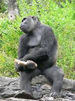 Gorilla gorilla gorilla2.jpg